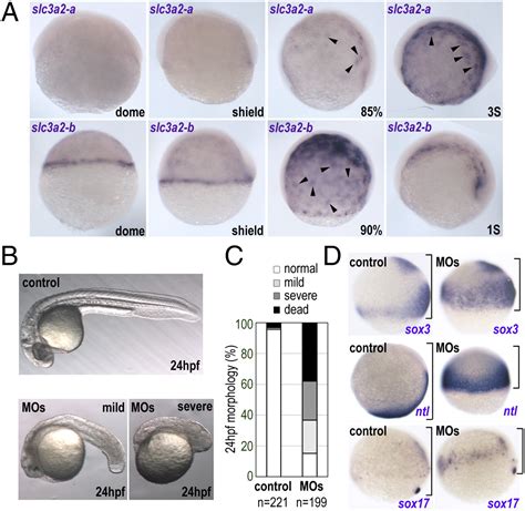 ysl formation|ysl in zebrafish.